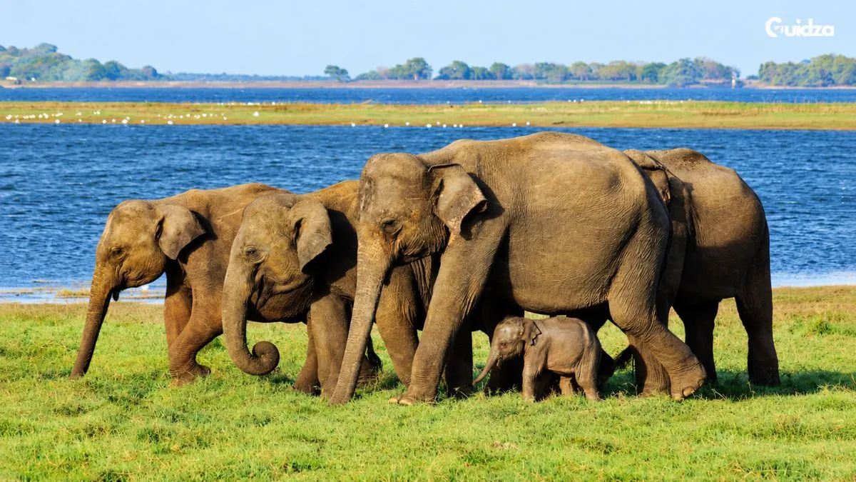 Yala & Wilpattu